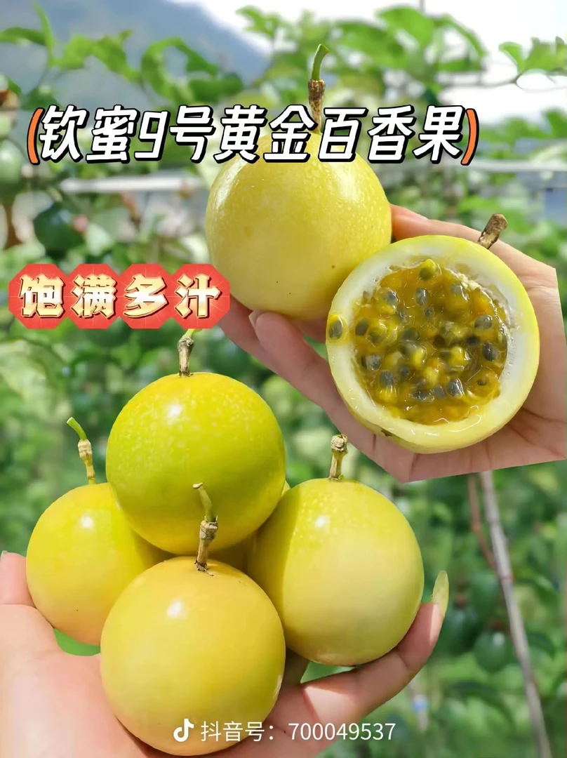 【瑕疵果】广西桂林钦蜜九号百香果自家果园新鲜采摘应季水果