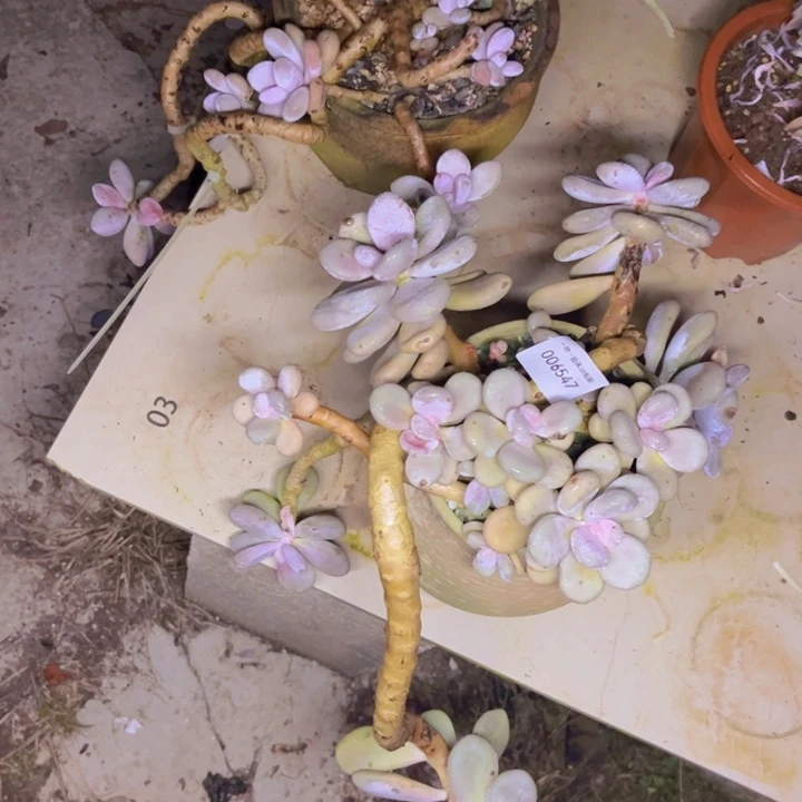 K***灵多肉一物一拍6547桃蛋两个