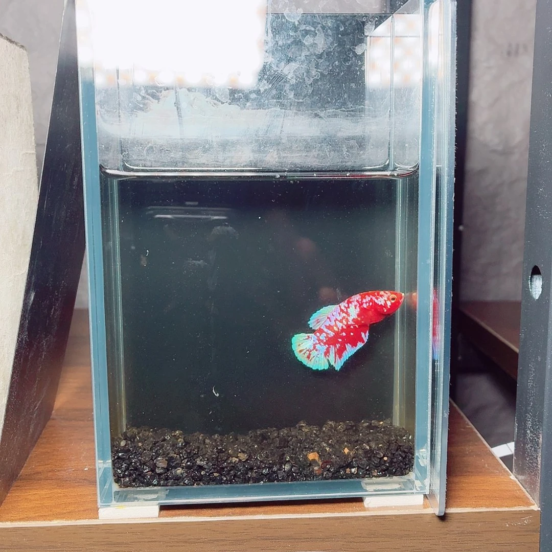 斗鱼彩金将军母鱼