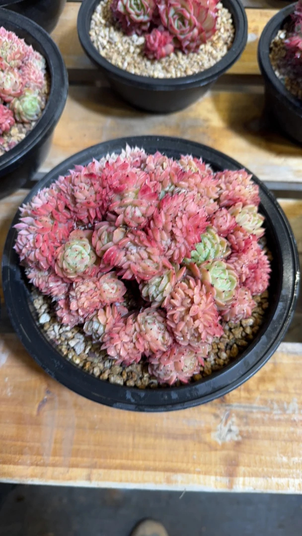 洞庭湖多肉缀化老桩