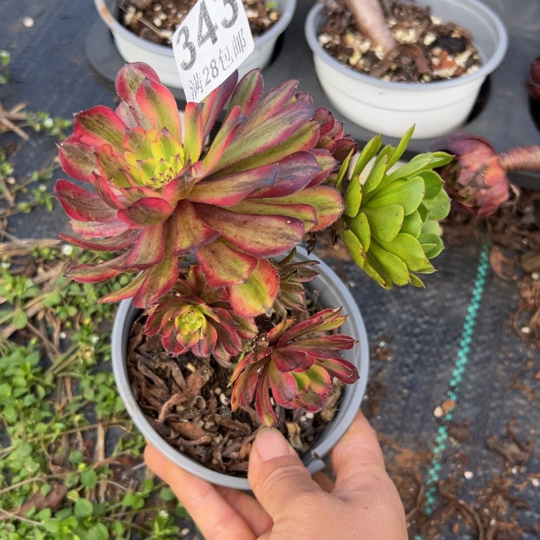 多肉植物343无售后