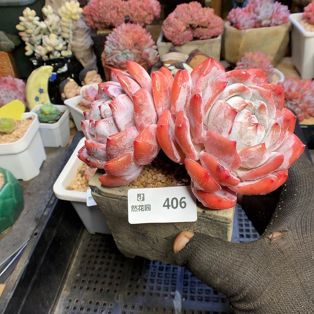 406梦露多肉植物6666