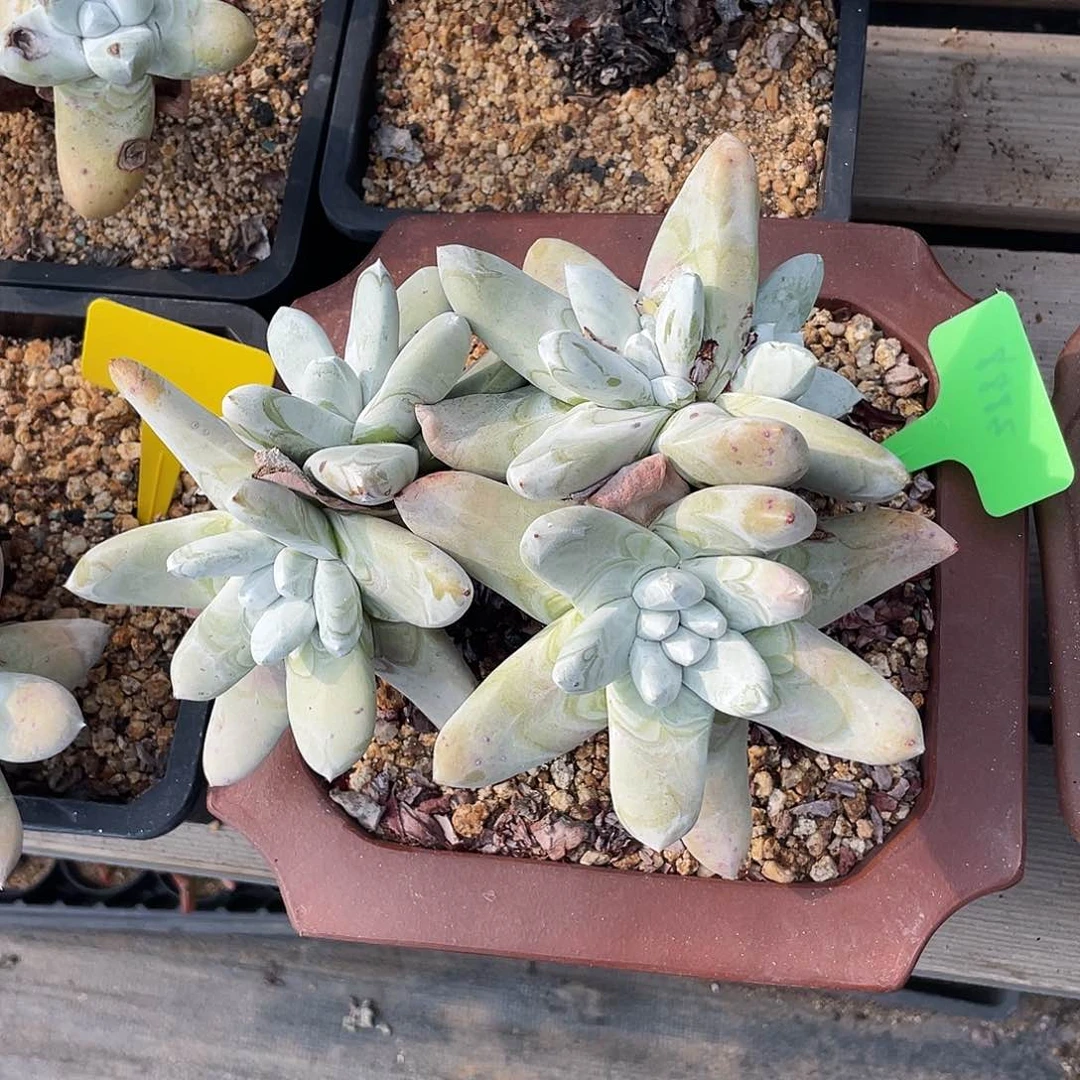 2*6最粗野生拇指帕奇飞图仙女杯