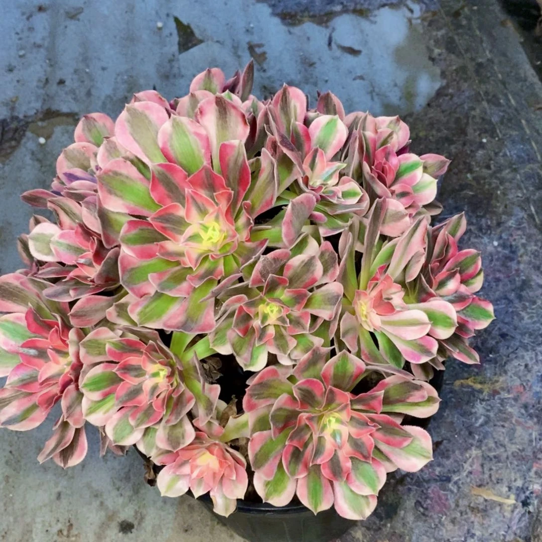 老桩粉女巫多肉植物