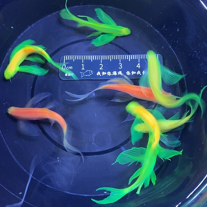 斑马鱼蝶翼斑马4厘米以上8条