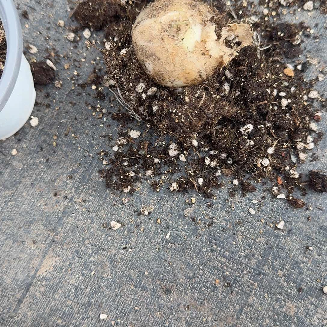 三***物弹簧草多肉植物精品