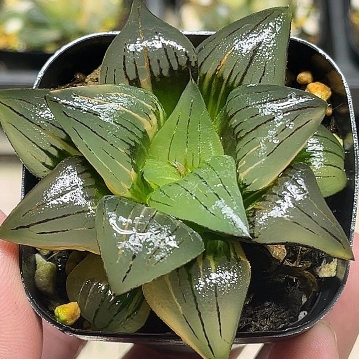 79丸叶红纹寿锦头家多肉十二卷