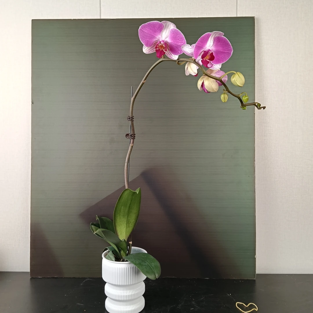 【花之漫】两颗（情人二号）3.0寸杯单剑蝴蝶兰花卉