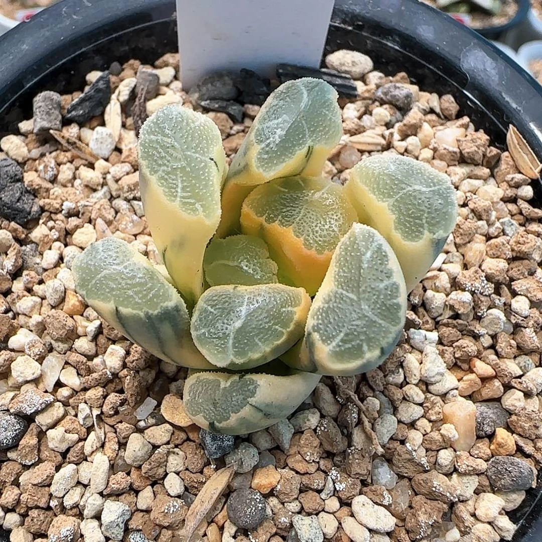 167号糊斑万象锦一物一拍带盆土