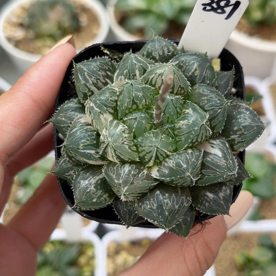 381丸叶楼兰玉露锦哈哈哈哈哈哈