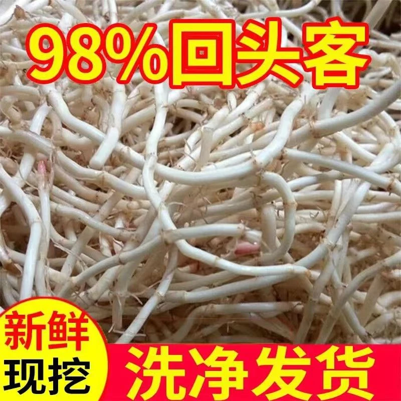 【新根上市】新鲜现挖鱼腥草鲜嫩折耳根节节根嫩根凉拌蔬菜下饭