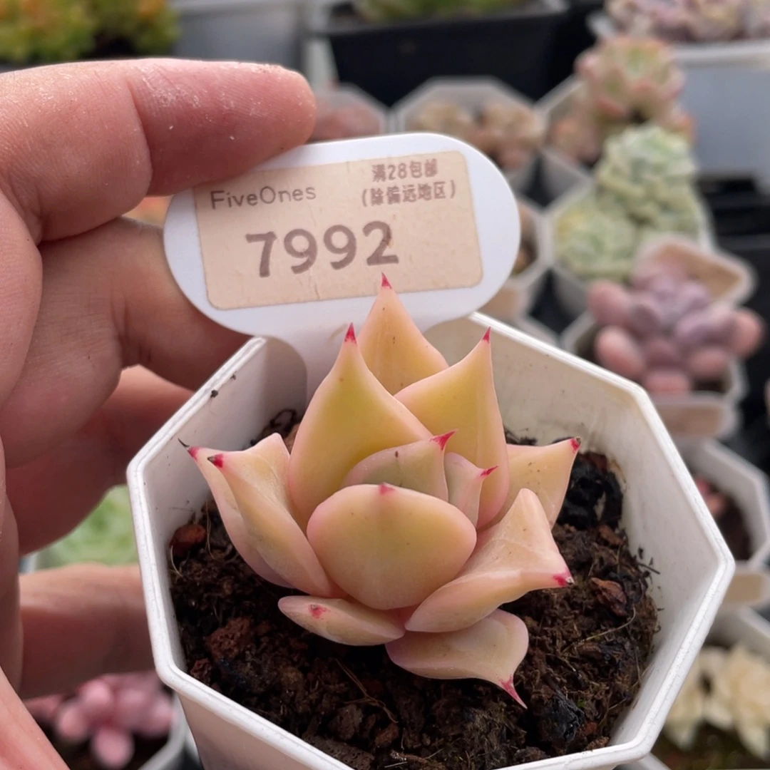 饺子皮7992-5厘米