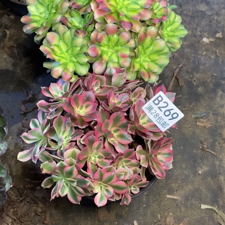 两颗多肉断头不包269