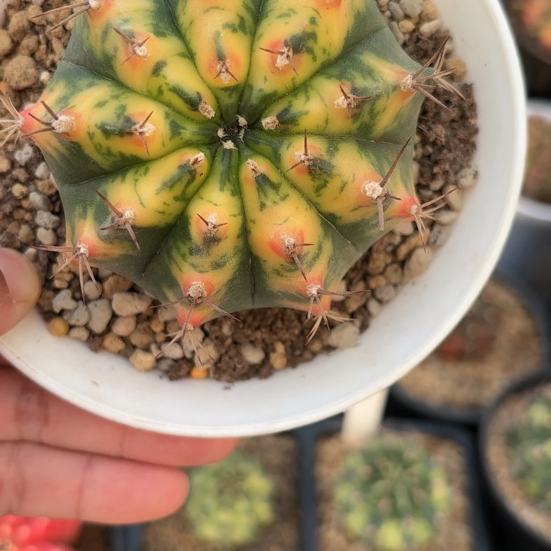 泰系实生米哈仙人球52号