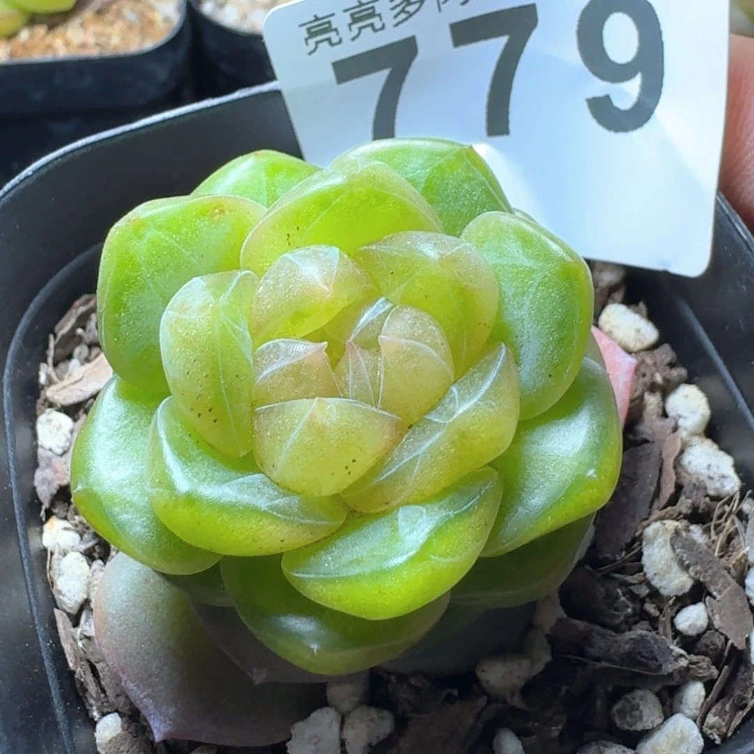 绿体珍妮         多肉植物