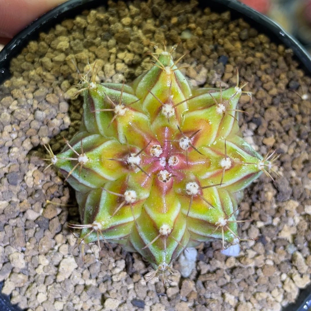 米哈星球00000000609