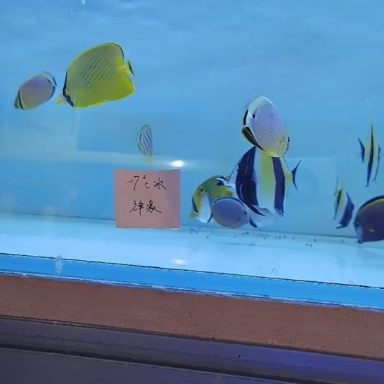神像一条海水鱼那片海