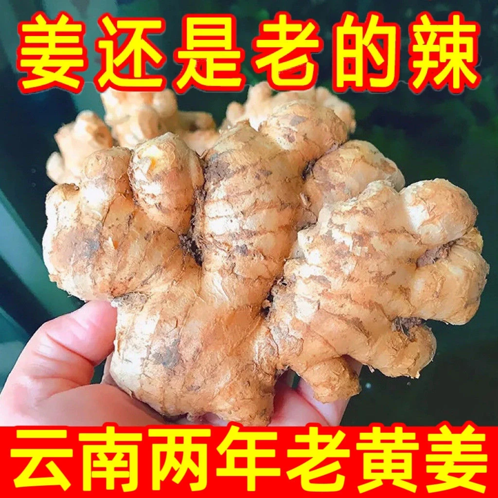 净重云南小黄姜生姜新老姜辛辣整箱批发蔬菜罗平小黄姜高山小黄姜