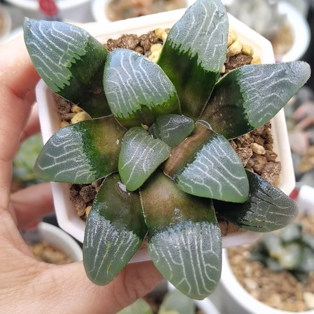 粗纹克一物一拍带盆土发货满38包邮