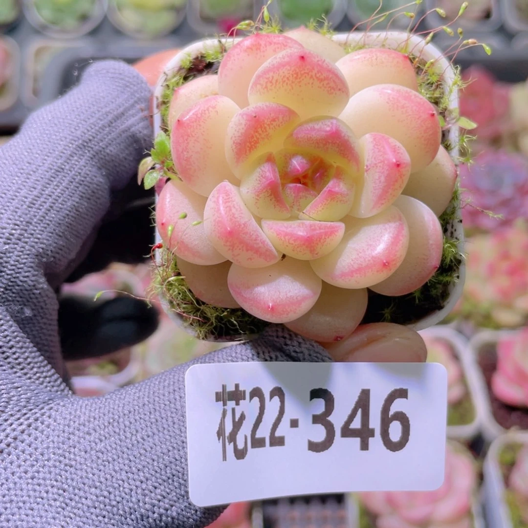 花利美22-346福利珍妮