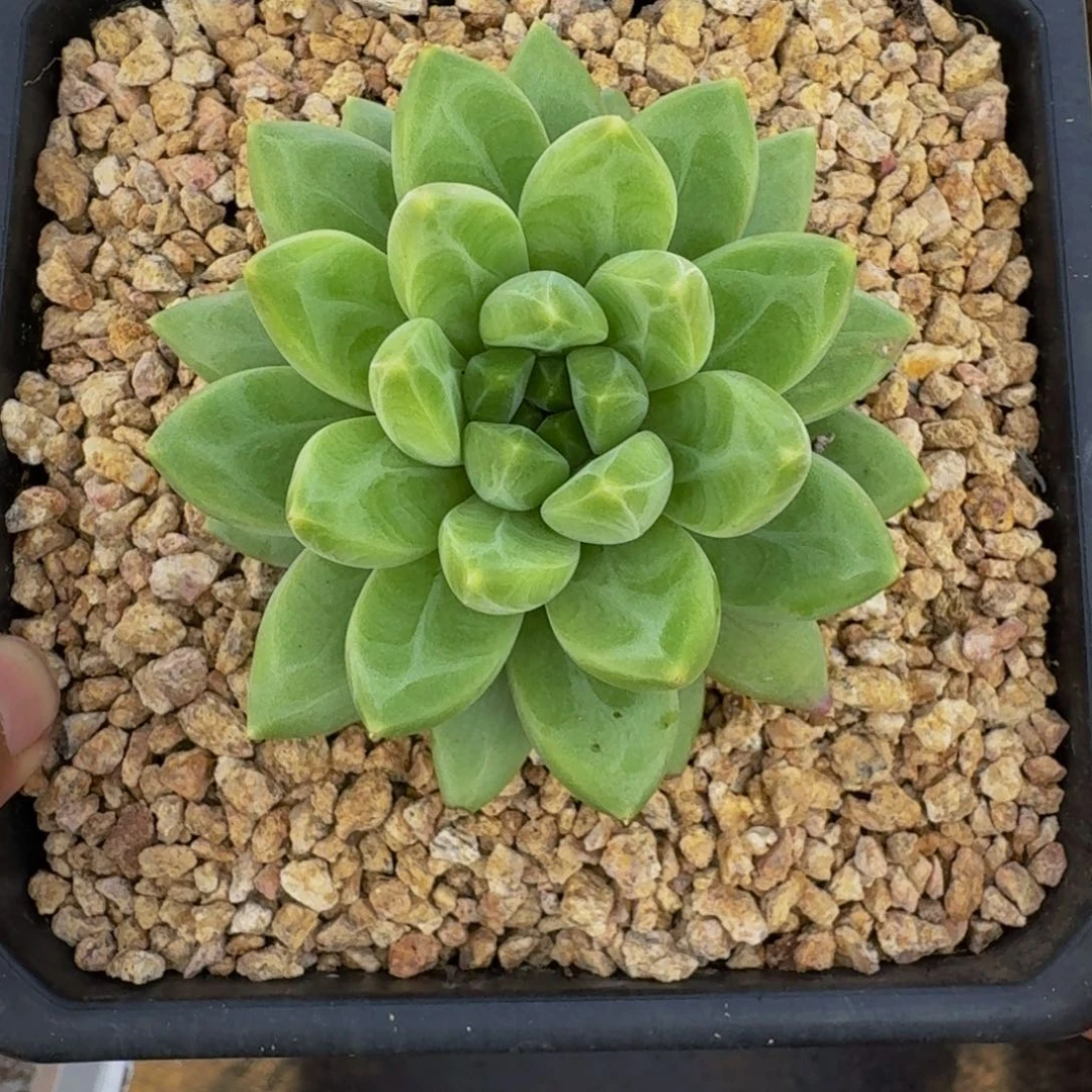 美人杂交 一物一拍