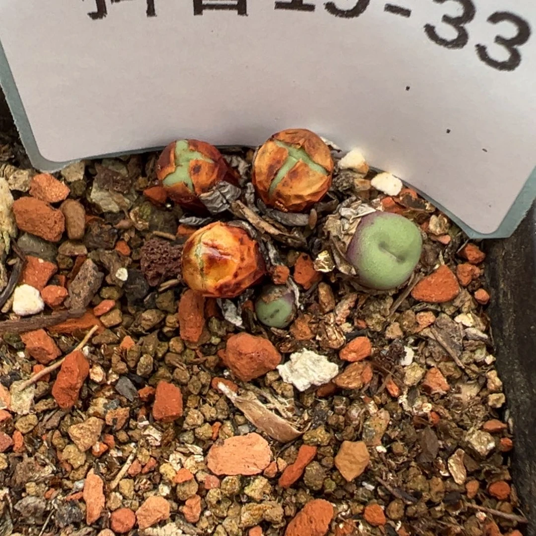 19-33TS429小红嘴多肉植物