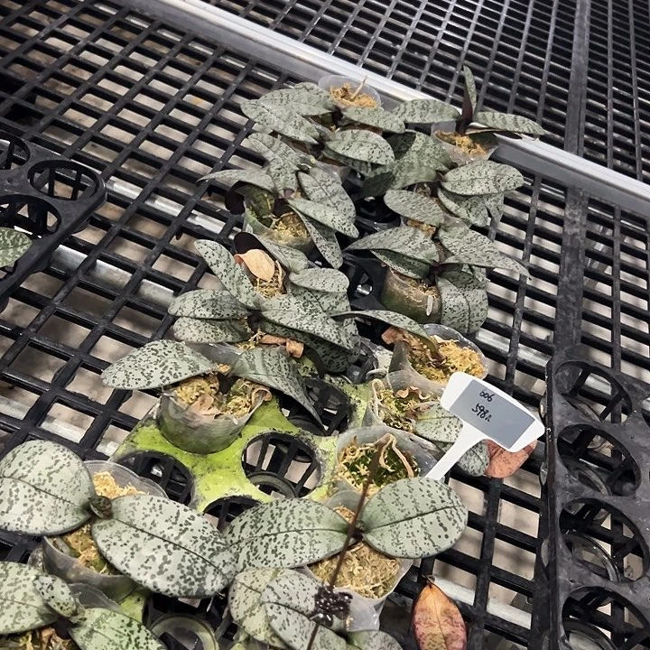 z***5不开花植物606升桶寄养