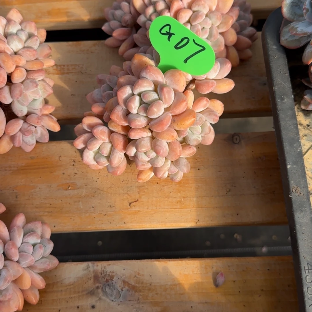 瀚***斋G07香水啊啊啊啊啊啊