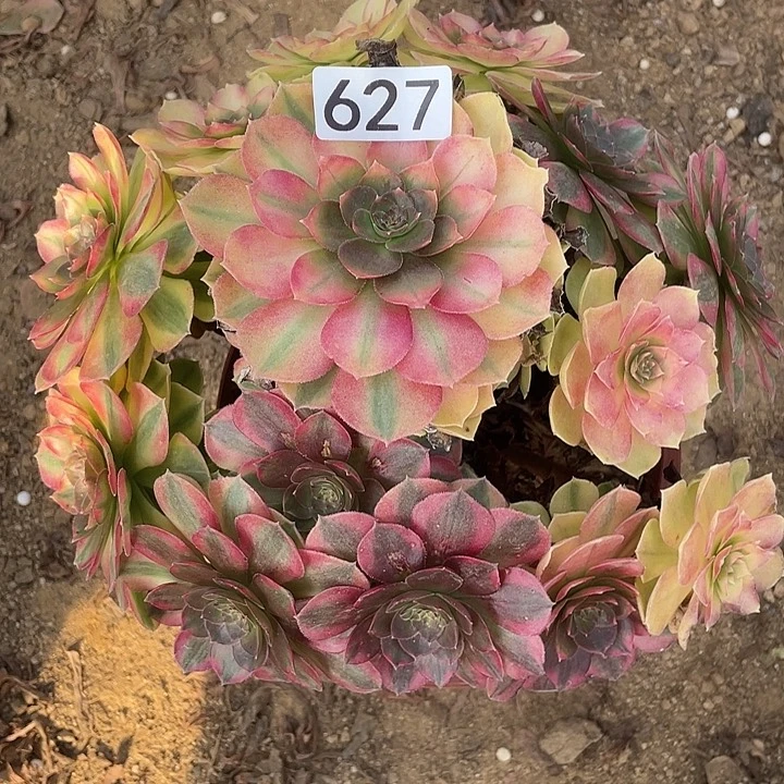 627雨荷多肉葡萄的