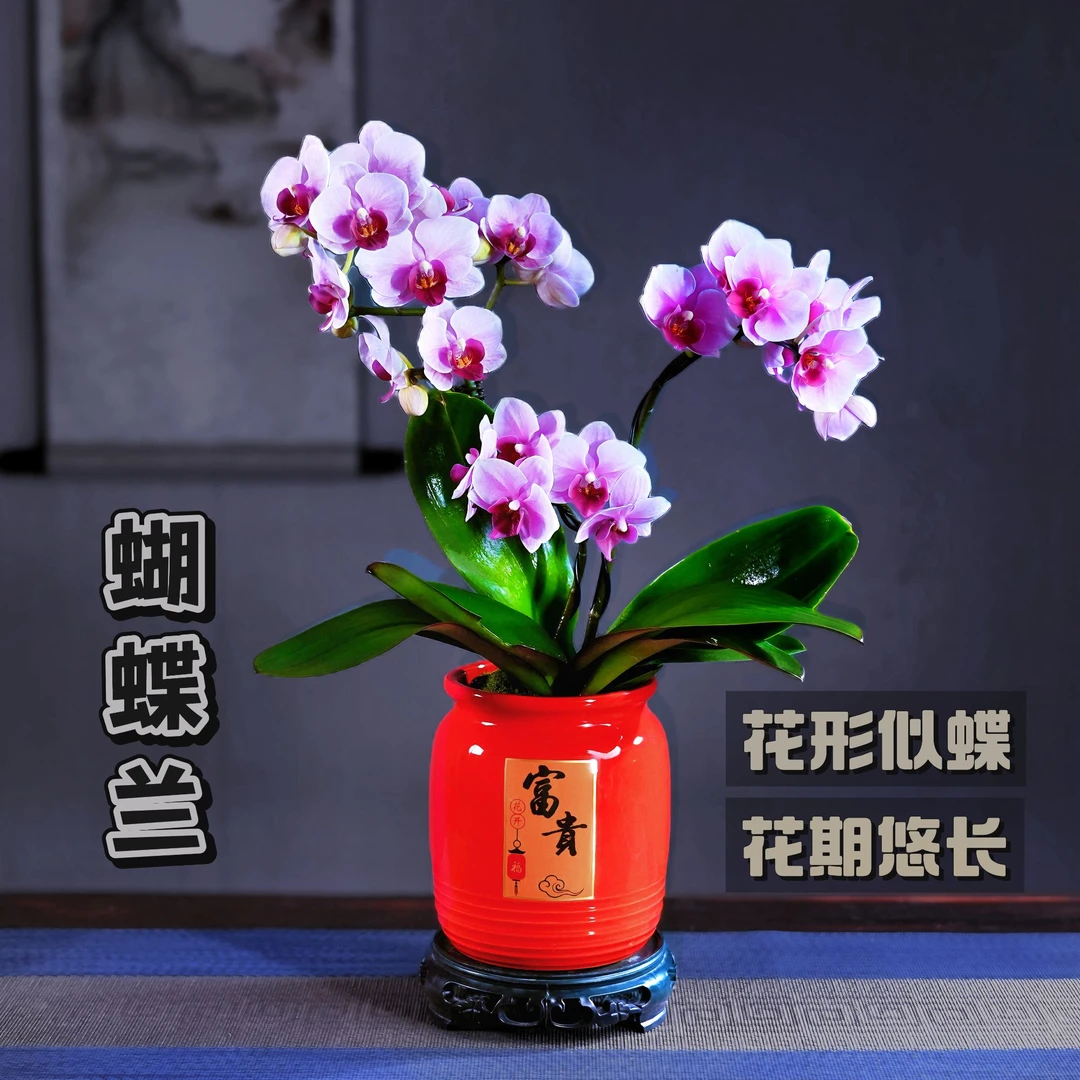 宝贝蝴蝶兰盆栽四季常青花卉茶桌面净化空气花办公室内绿植物花开