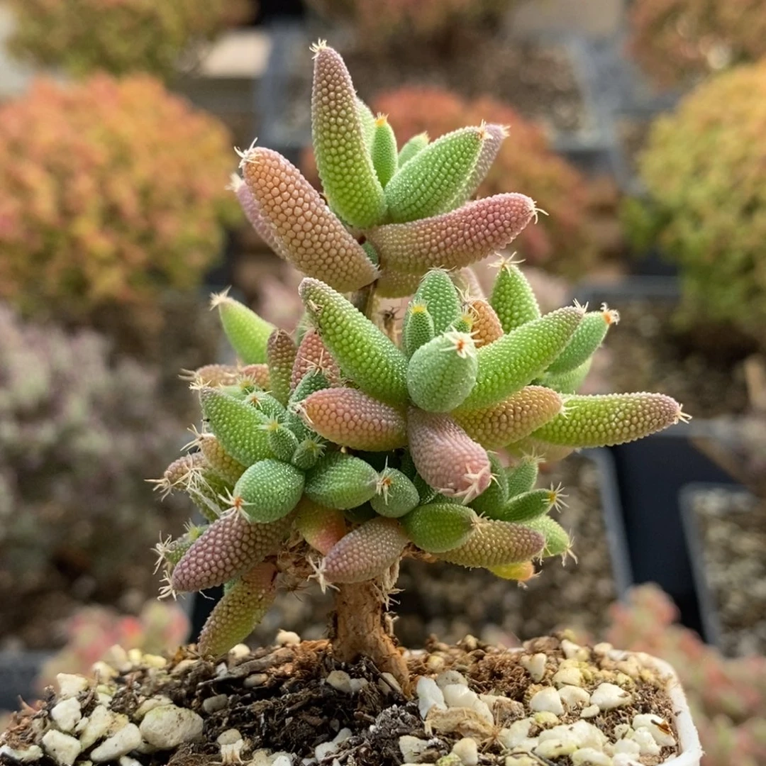 实生玉米5019枝干番杏