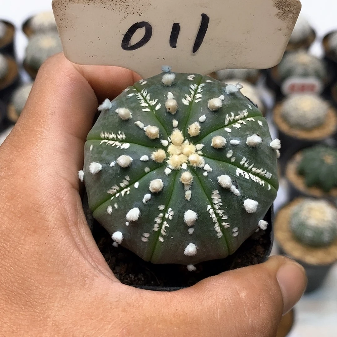 011福利特价来了特价咯