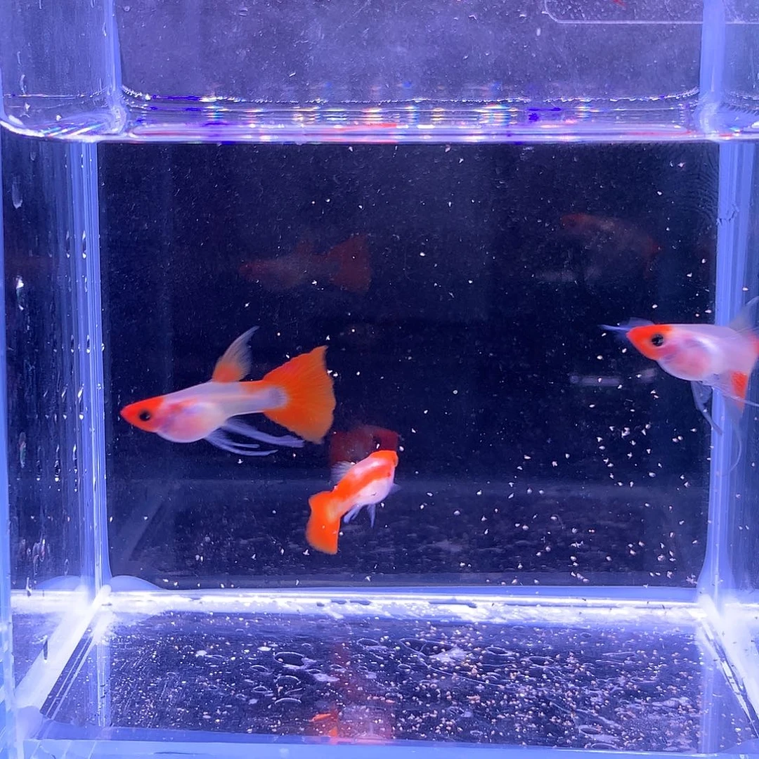 孔雀鱼深海蓝红头c三条