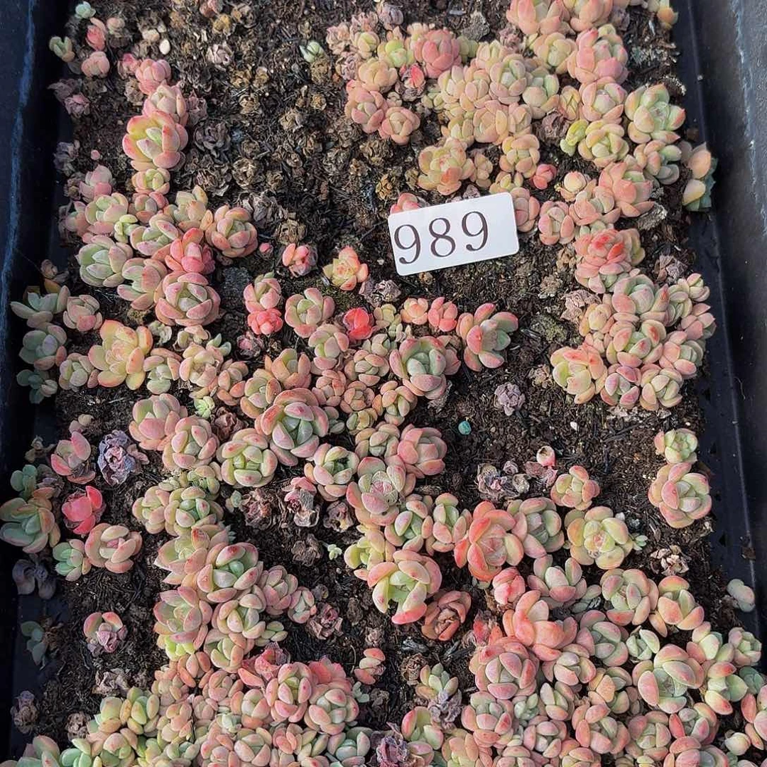 遇****馨多肉植物多肉植物989