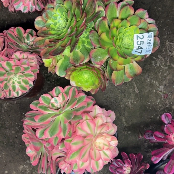 2547两颗多肉植物