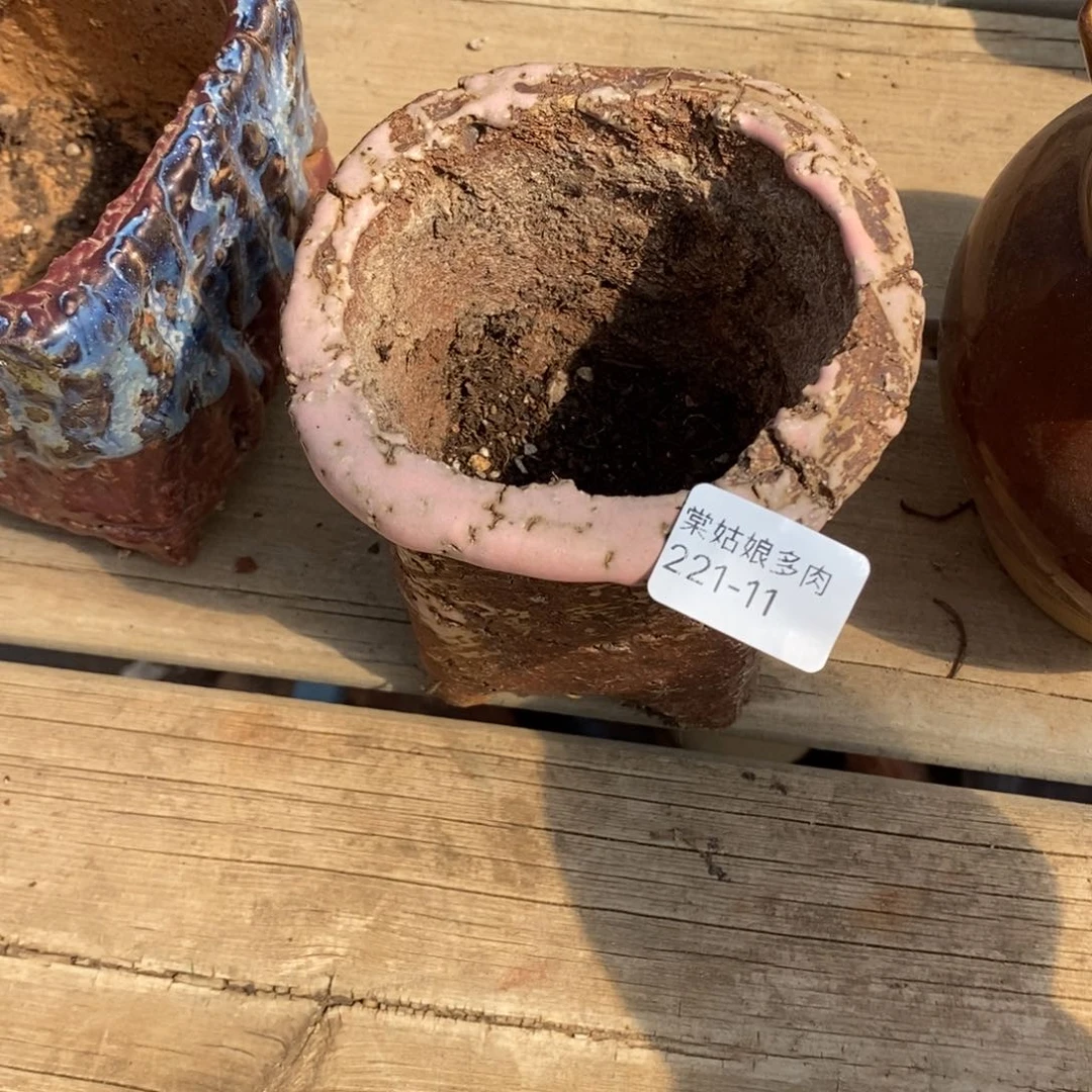 红陶薰***411号多肉盆一个呀