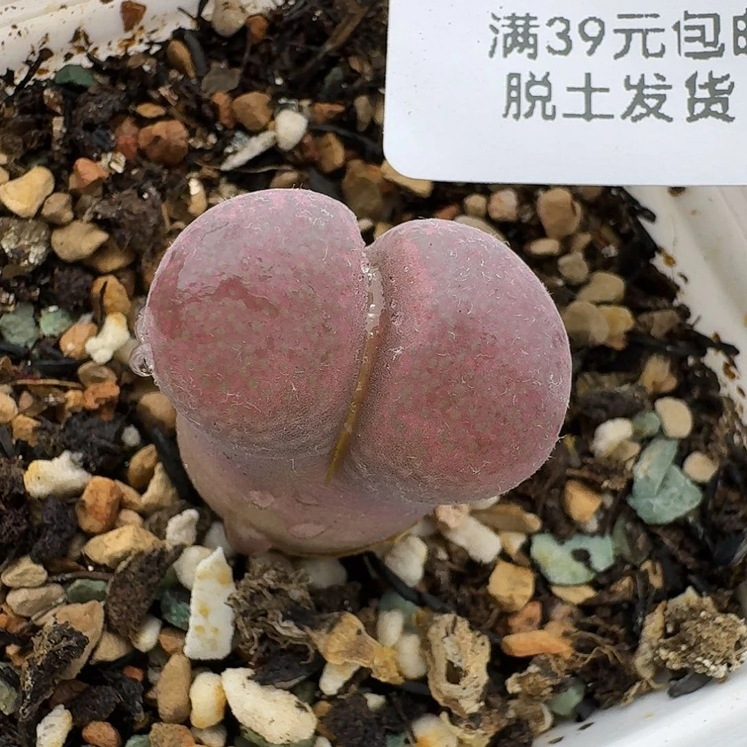 821哈哈哈哈哈多肉
