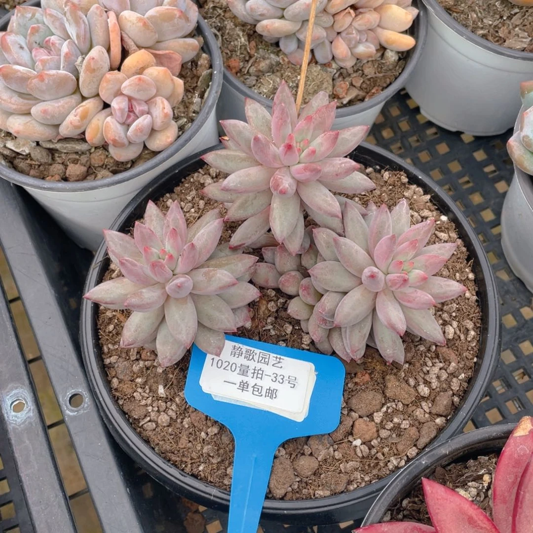 020-33-正版虞美人群一颗量拍