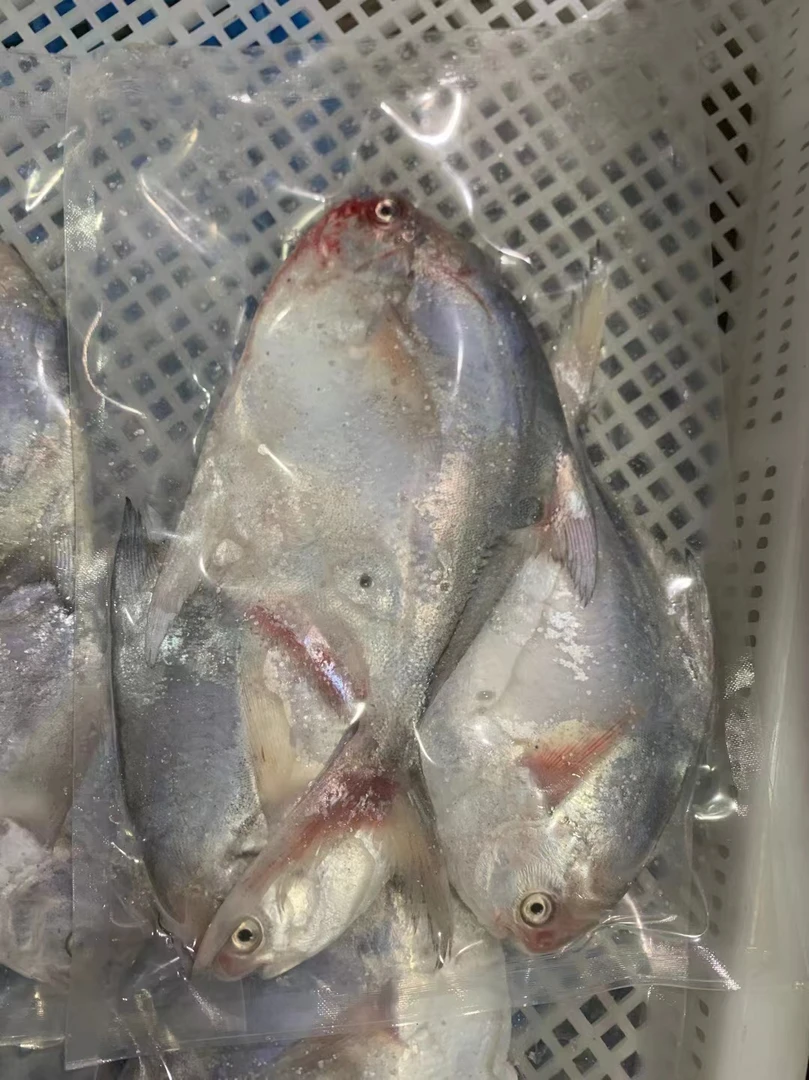 吕四渔港 深海捕捞新鲜银鲳鱼白鲳鱼镜子鱼平鱼