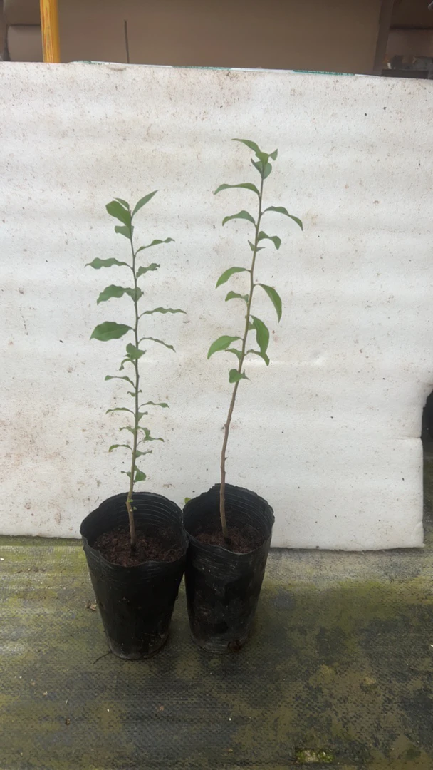 金弹子根艺小苗2棵出枝30-40厘米