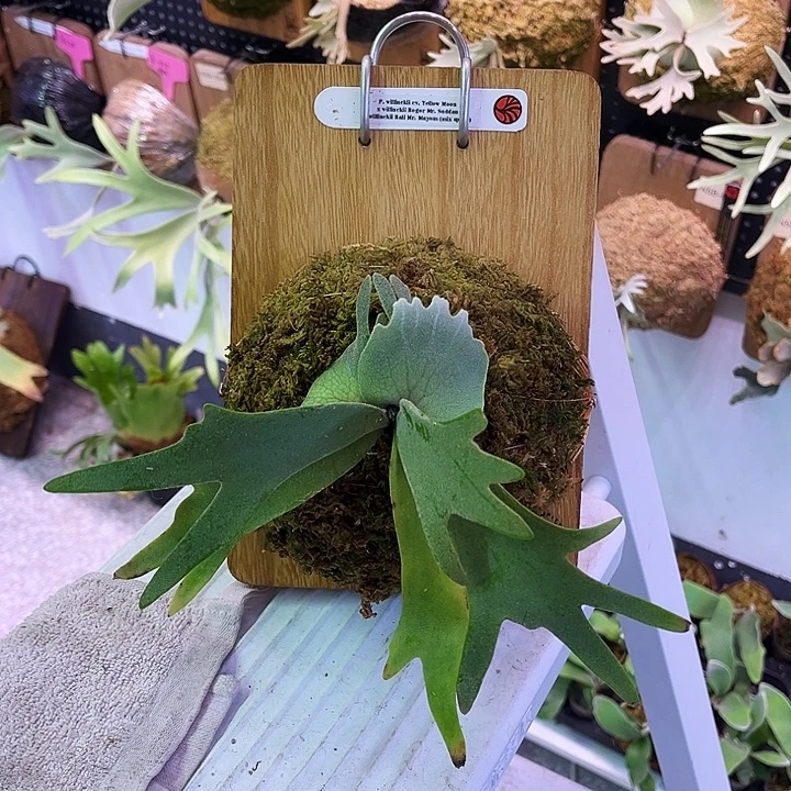 不开花植物Nook混播