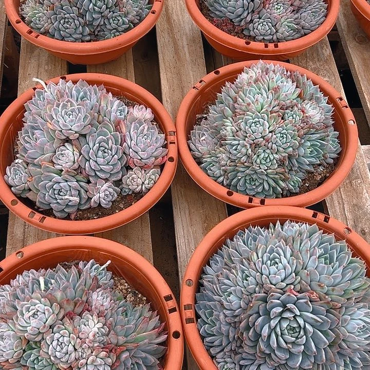 280杯阿尔巴佳人，满18包邮