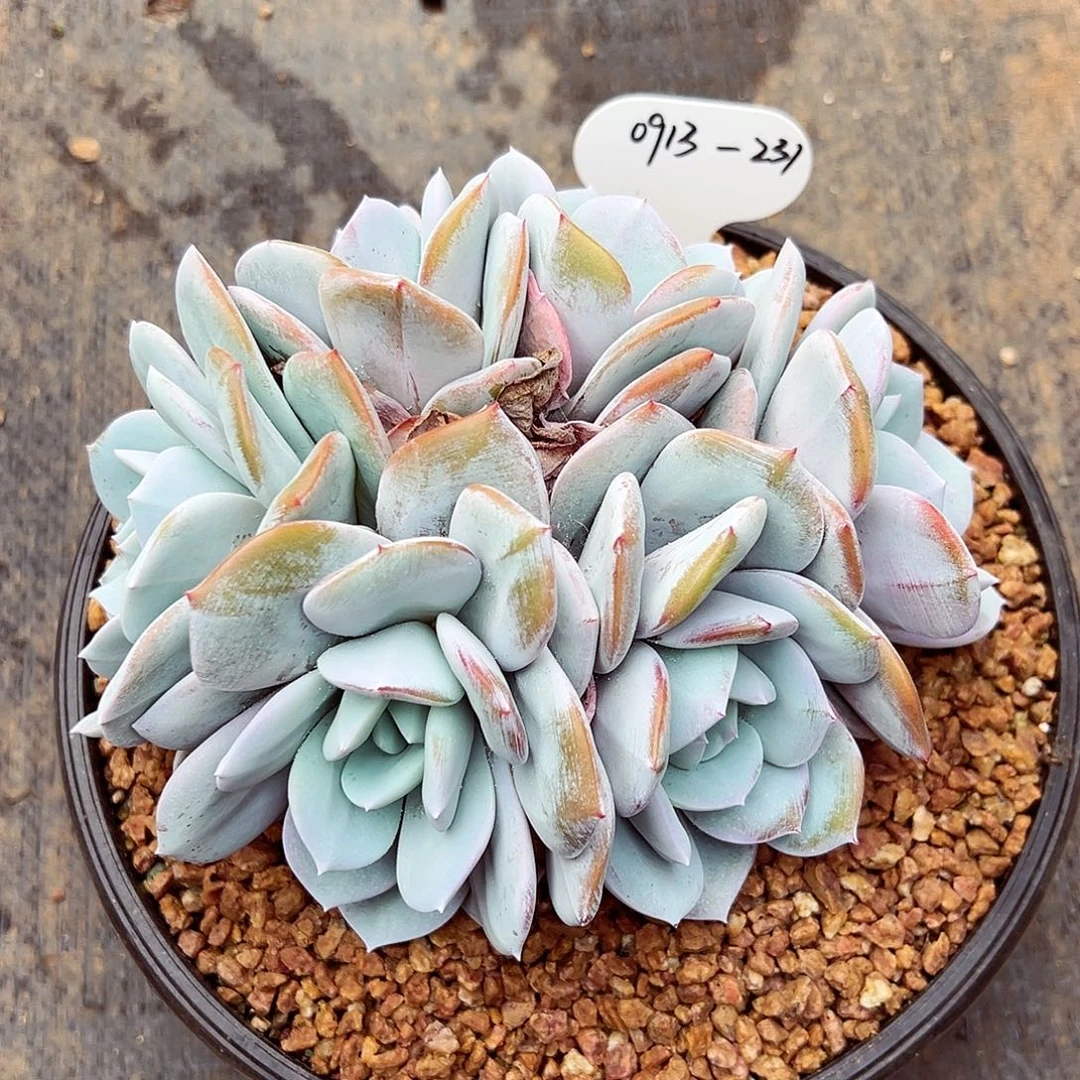 0913-231绝绝子奶茶