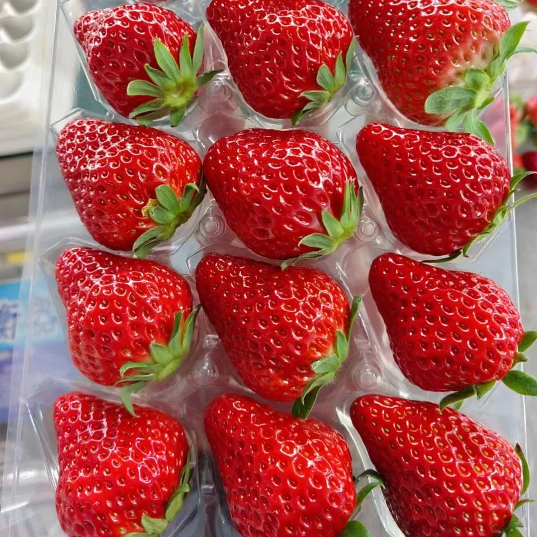 天津本地久久奶油草莓 新鲜水果绿色食品京东或顺丰包邮