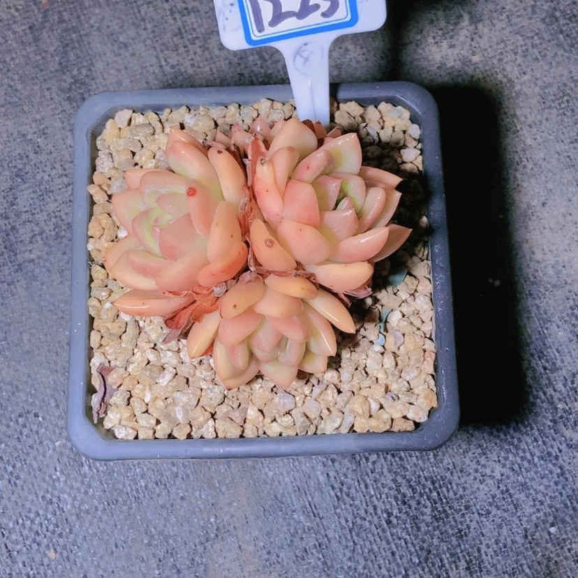【闪购商品】茉**。1225