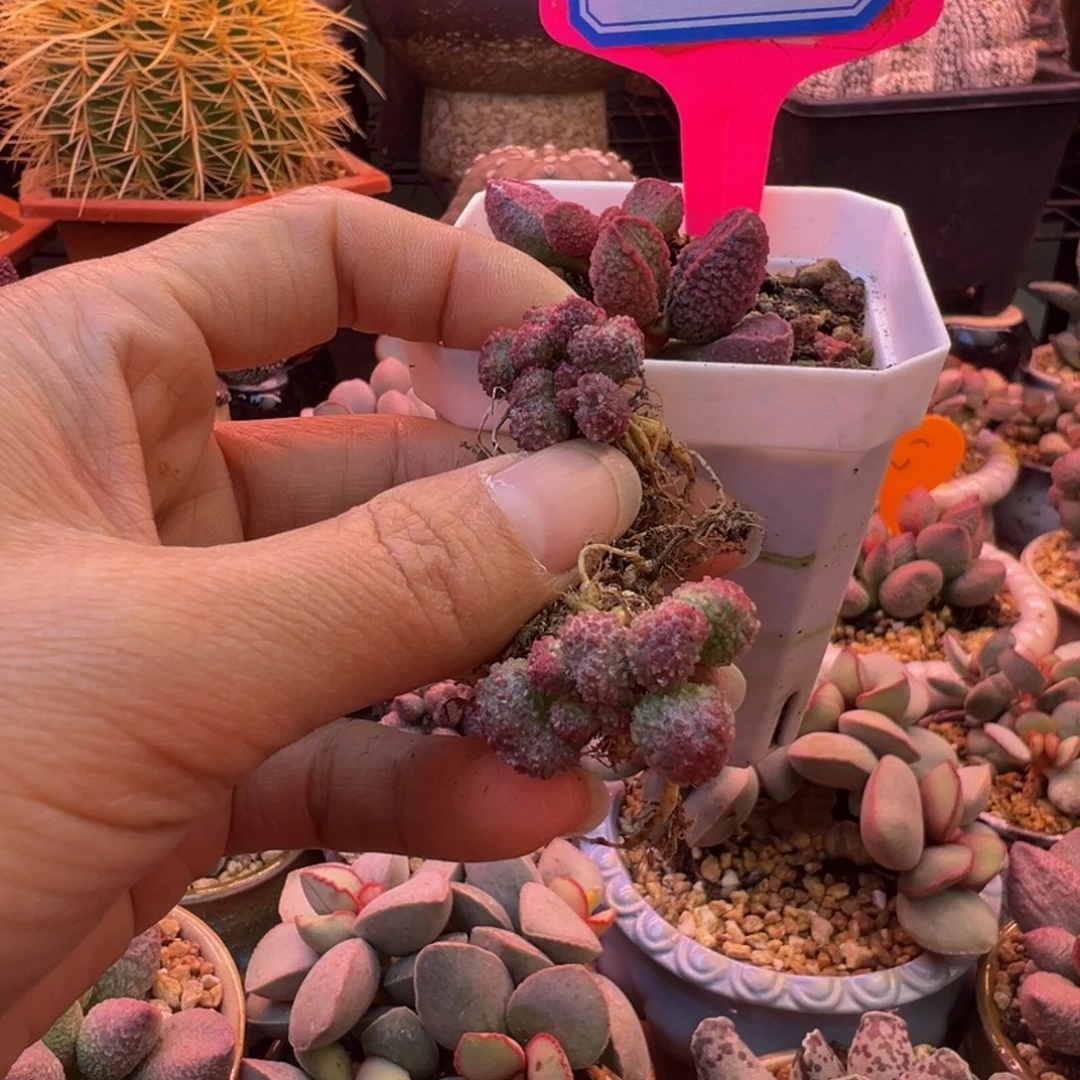 小***火算不清了……我们要的嗯嗯