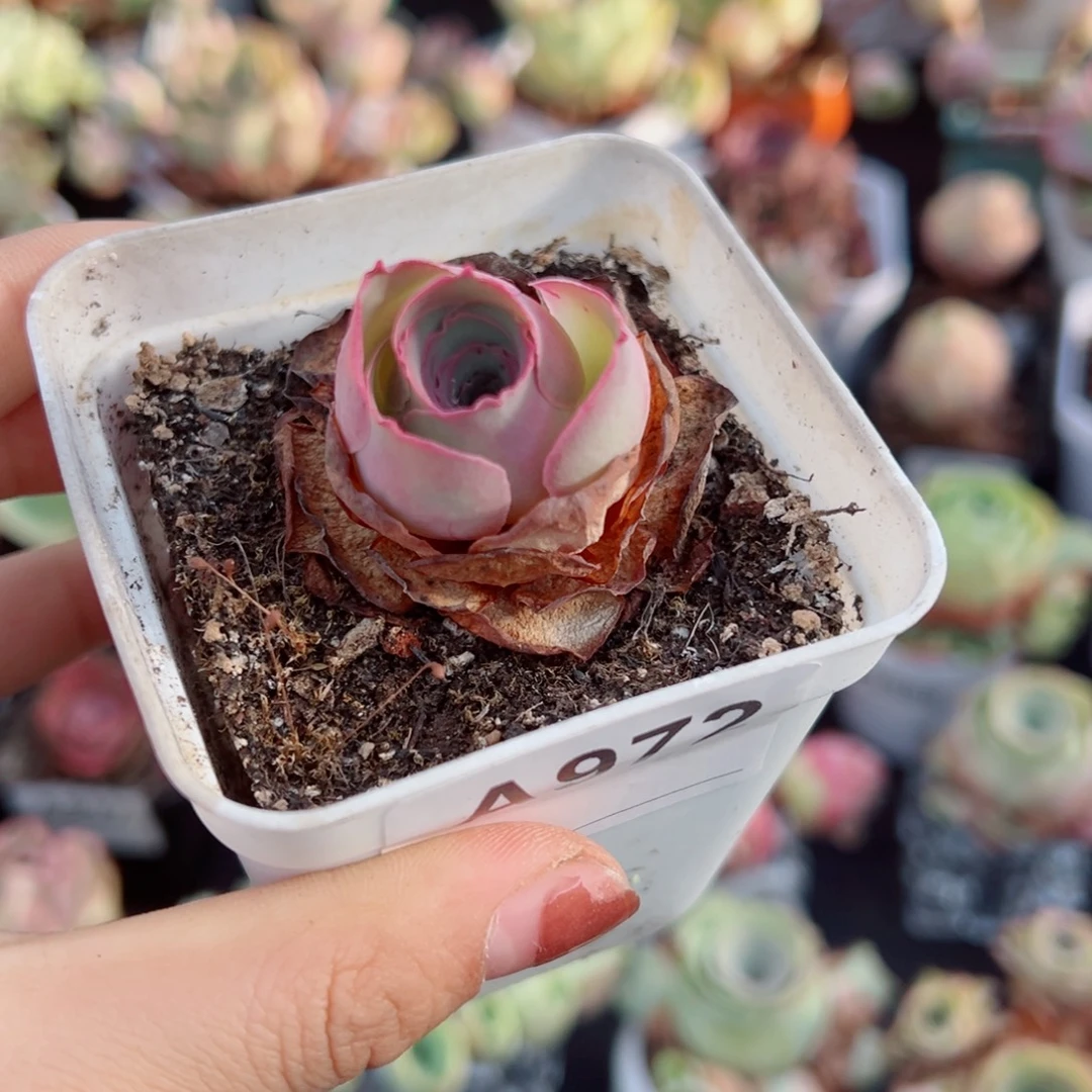 ****～972酱紫蕾丝。