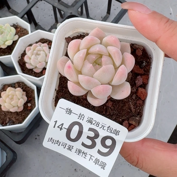 白桃汽水无盆土发货多肉多