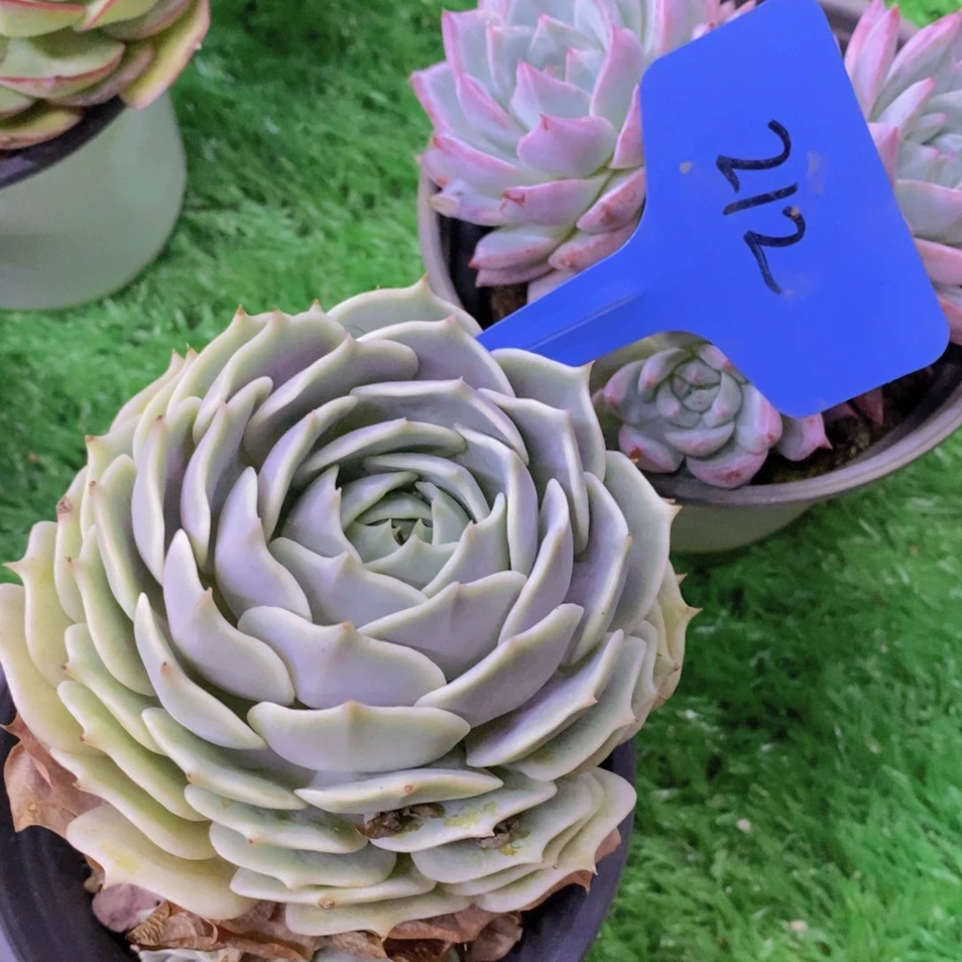 多肉植物，清货，3单包邮