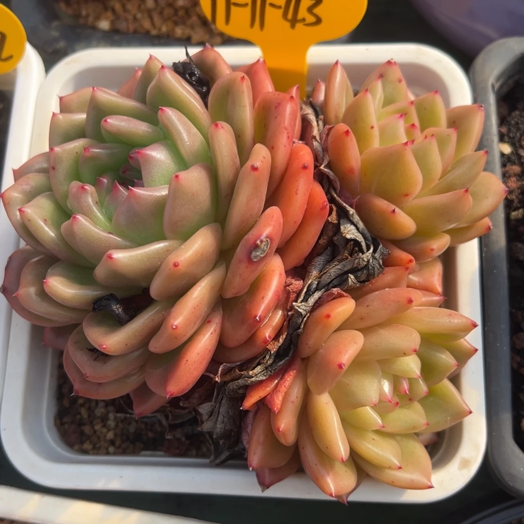 11-11-43东云群多肉植物